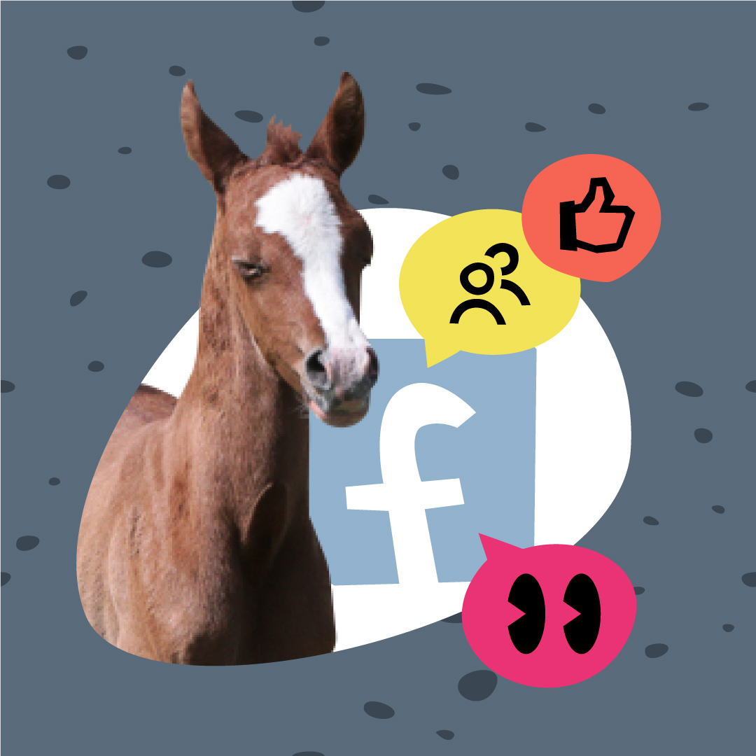 Illustration pour le catalogue de chevaux Sleipny.com